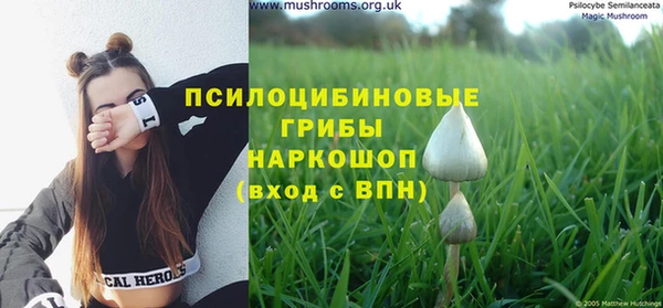 хмурый Магас
